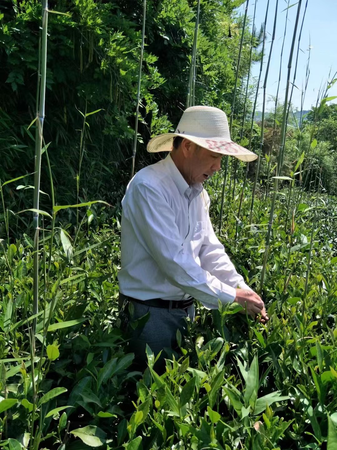 回归专注的技艺，从一杯茶开始