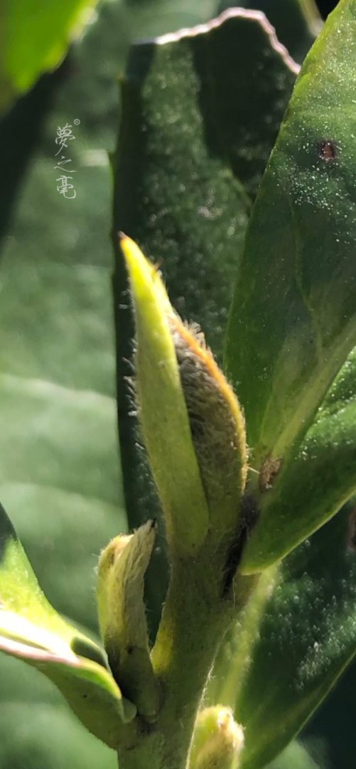 政和米芽：茶中珍品    